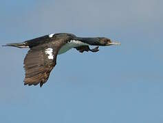 Otago Shag