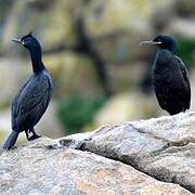 European Shag