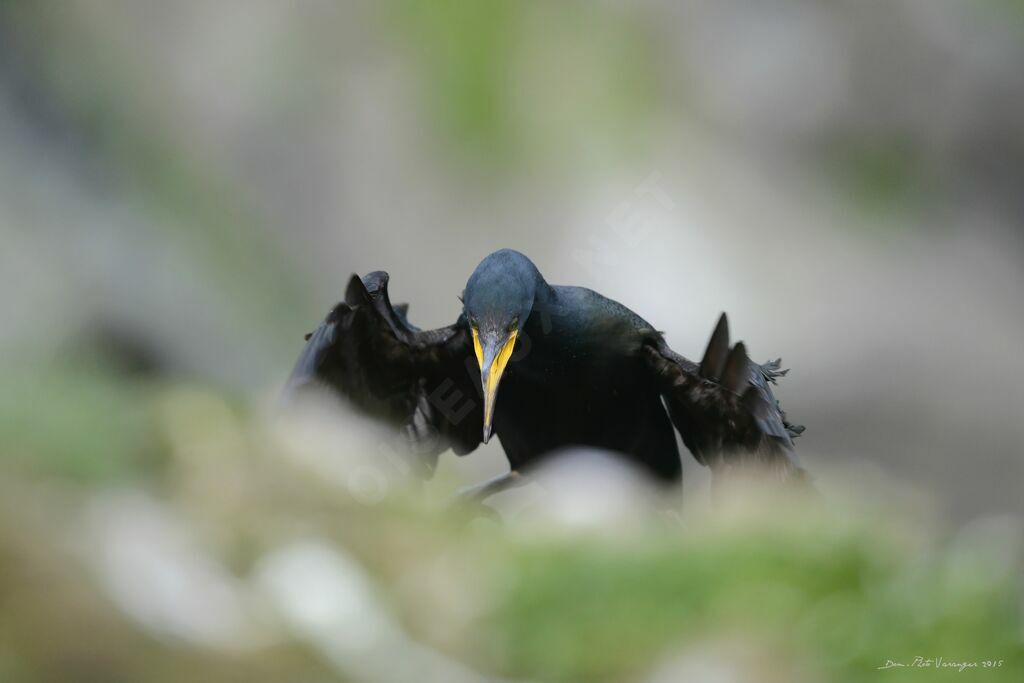 European Shag