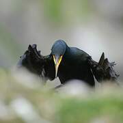 European Shag