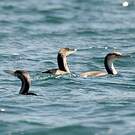 Cormoran moucheté