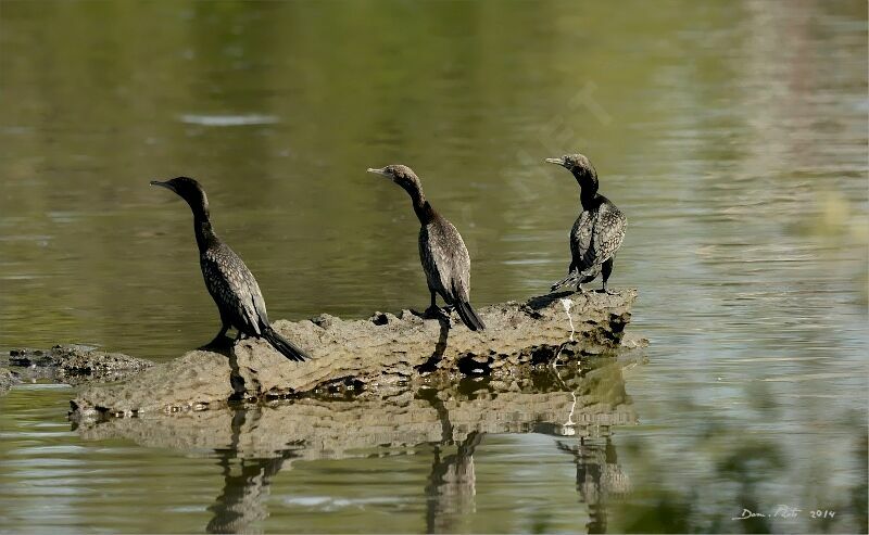 Little Black Cormorant