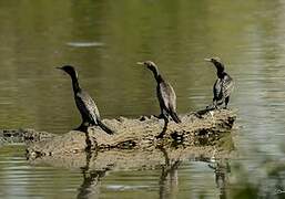 Little Black Cormorant