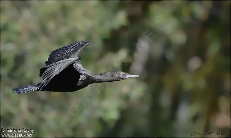 Little Black Cormorant, Flight