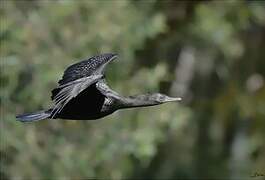 Little Black Cormorant