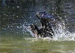 Little Black Cormorant