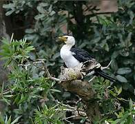 Little Pied Cormorant