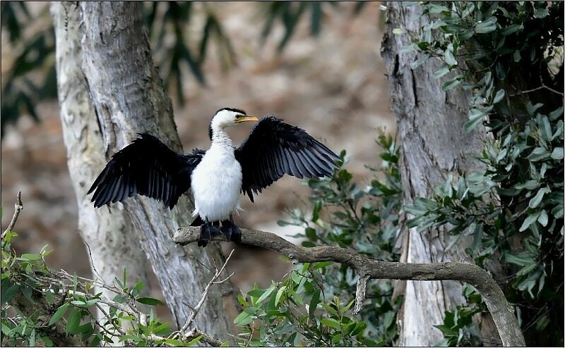 Cormoran pie