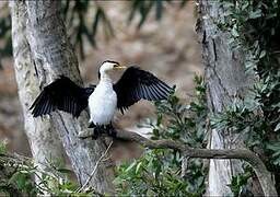 Little Pied Cormorant