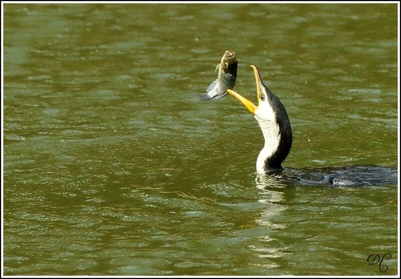 Little Pied Cormorant