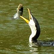 Little Pied Cormorant