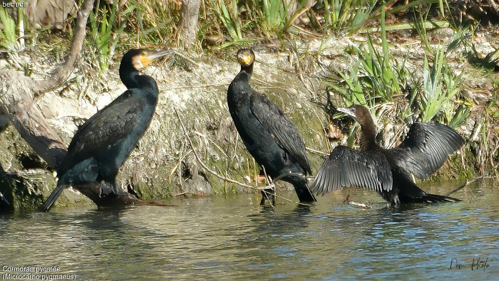 Pygmy Cormorant