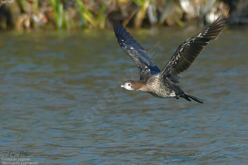 Pygmy Cormorant