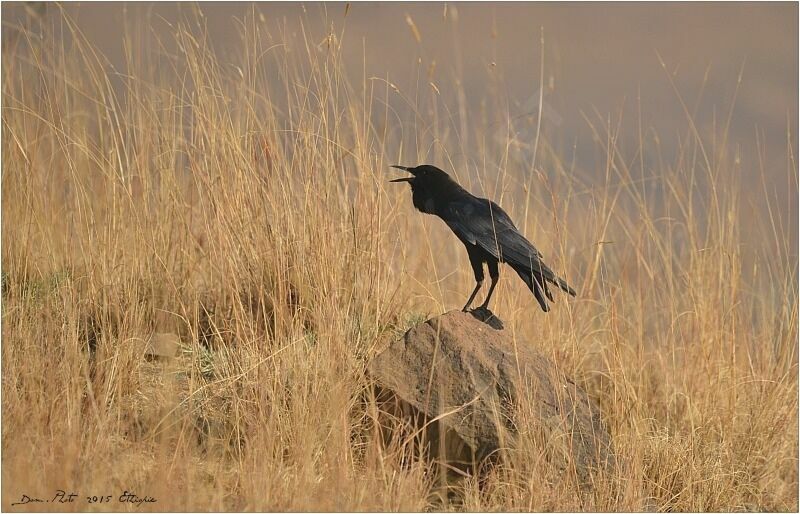 Cape Crow