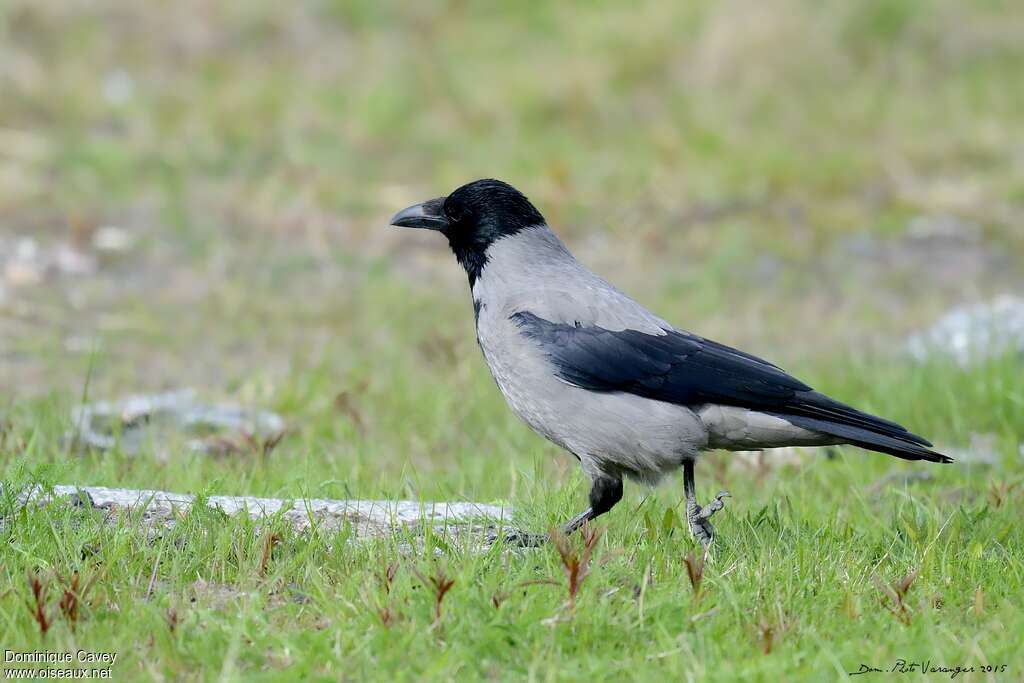 Hooded Crowadult breeding, walking