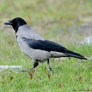 Hooded Crow