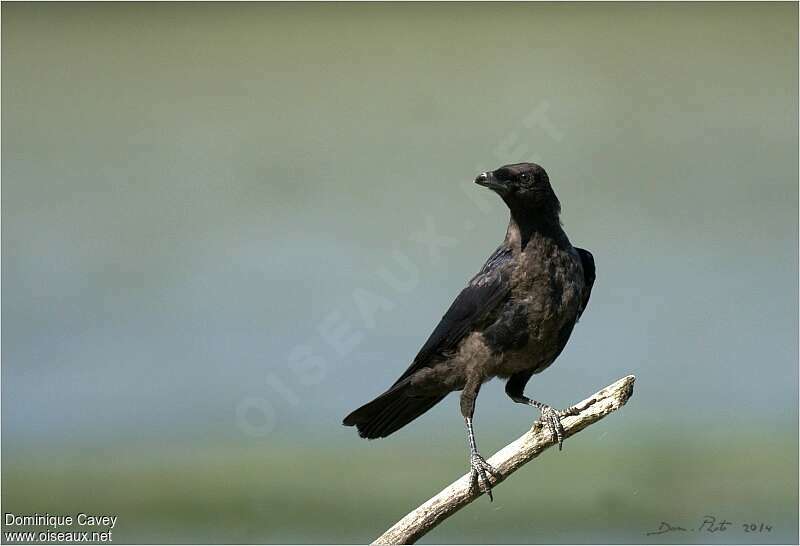 Carrion Crowadult, moulting, pigmentation