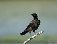 Carrion Crow