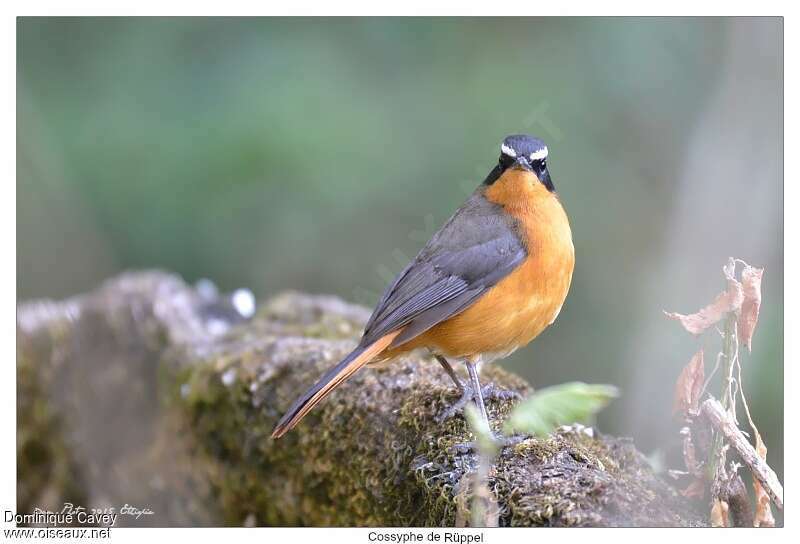 Rüppell's Robin-Chatadult