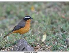 Rüppell's Robin-Chat