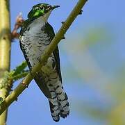 Klaas's Cuckoo