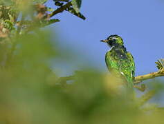 Klaas's Cuckoo