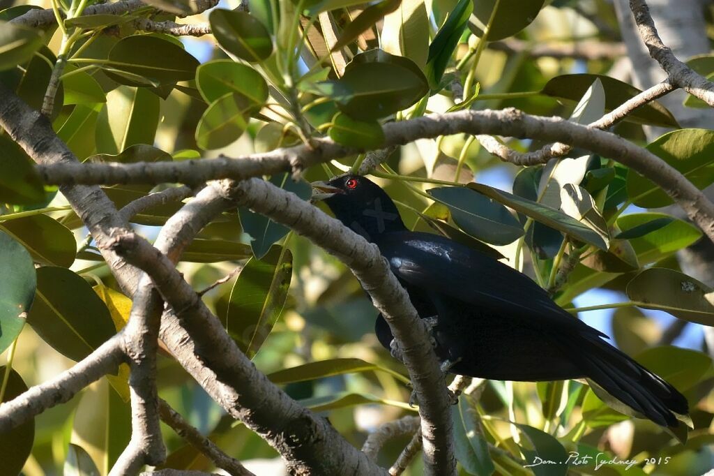 Pacific Koel