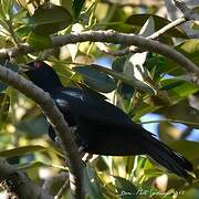 Pacific Koel