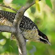 Pacific Koel