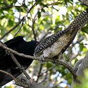 Pacific Koel