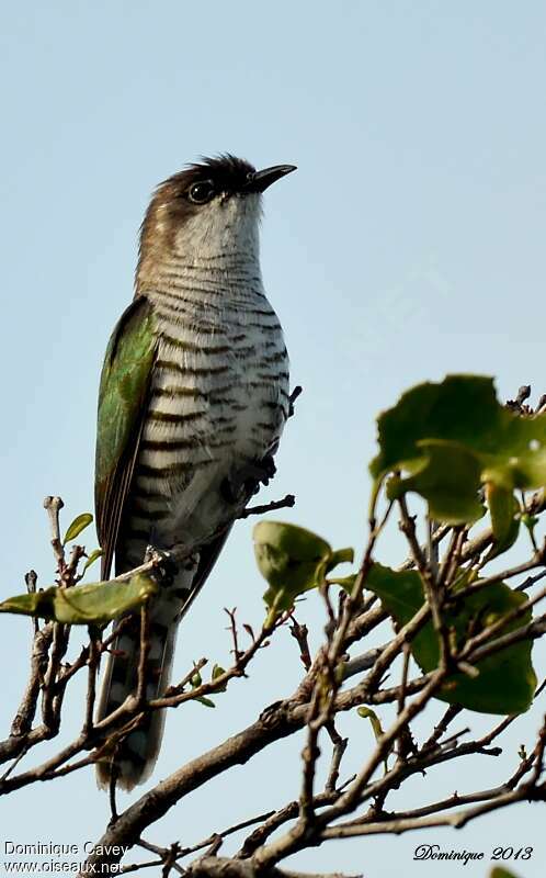 Shining Bronze Cuckooadult, identification