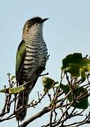 Shining Bronze Cuckoo