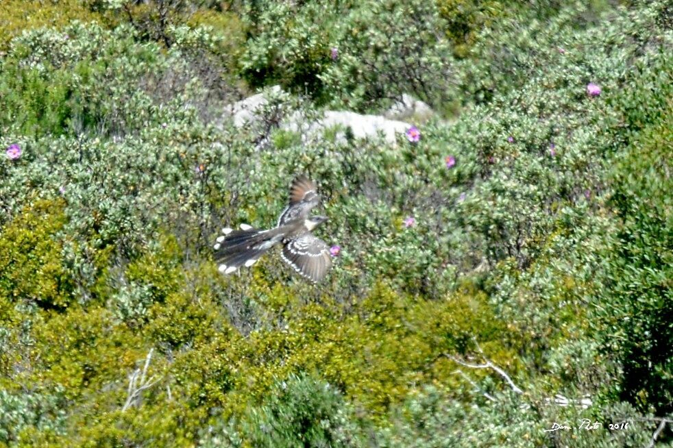 Great Spotted Cuckoo