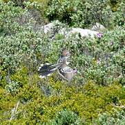 Great Spotted Cuckoo