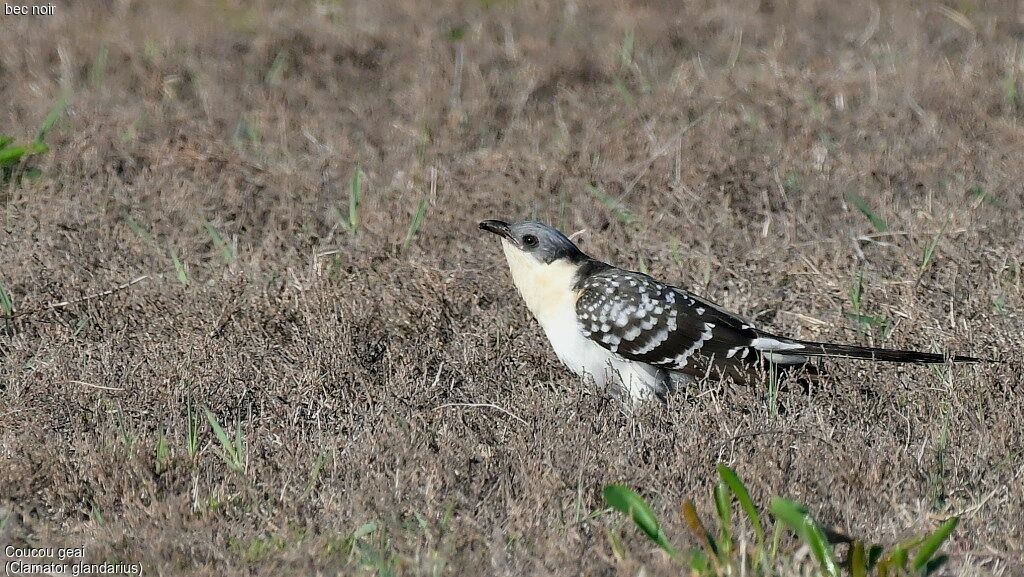 Great Spotted Cuckoo