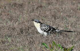 Great Spotted Cuckoo