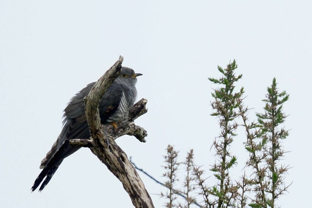 Common Cuckoo