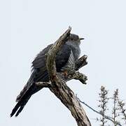 Common Cuckoo