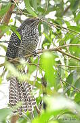 Asian Koel
