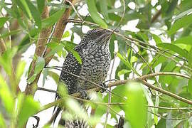 Asian Koel