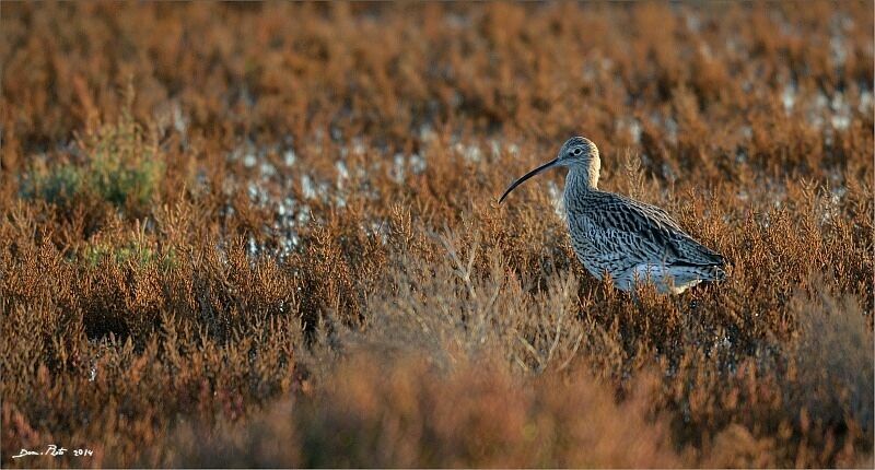 Eurasian Curlew