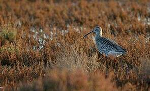 Eurasian Curlew