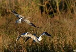 Eurasian Curlew