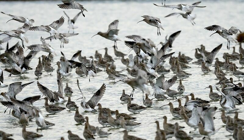 Eurasian Curlew