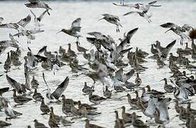 Eurasian Curlew