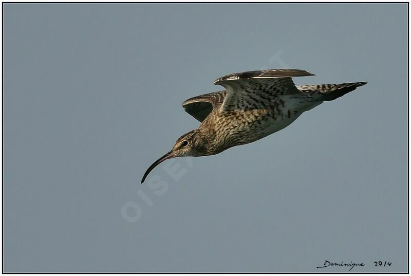 Whimbrel, Flight