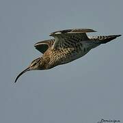 Eurasian Whimbrel