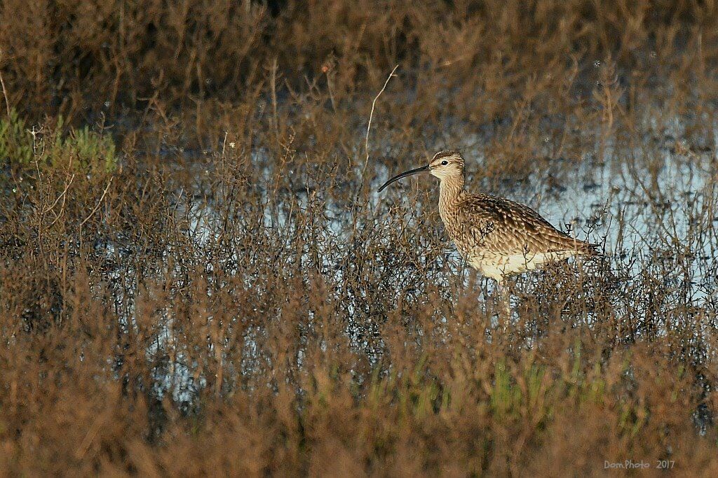 Eurasian Whimbrel