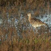 Whimbrel