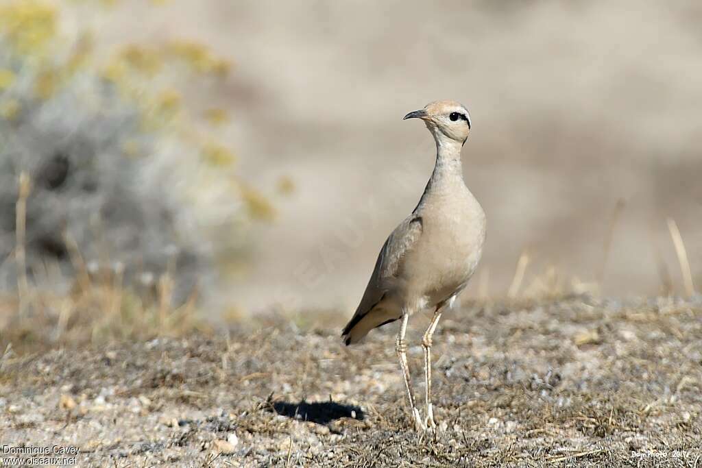 Cream-colored Courseradult, Behaviour